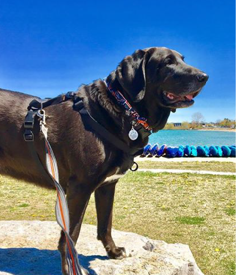 Bella loves her PetKind Lamb food