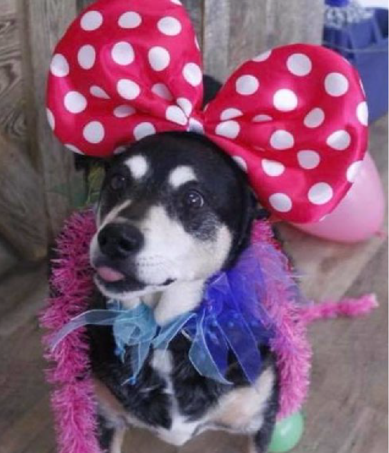 We LOVE LOVE LOVE that your foods have minimal pure healthy ingredients!