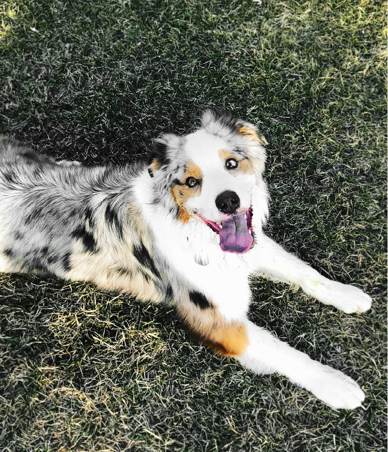 Green tripe is disgusting but Rebelle loves it!