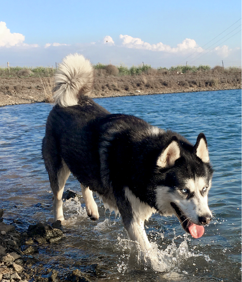 Henry is living his best life
