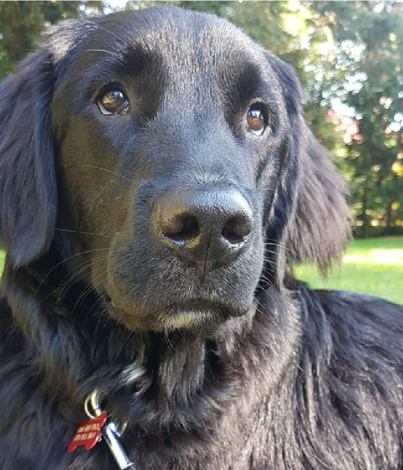 Shiny coat, fuels his high energy and I love the real ingredients in it.