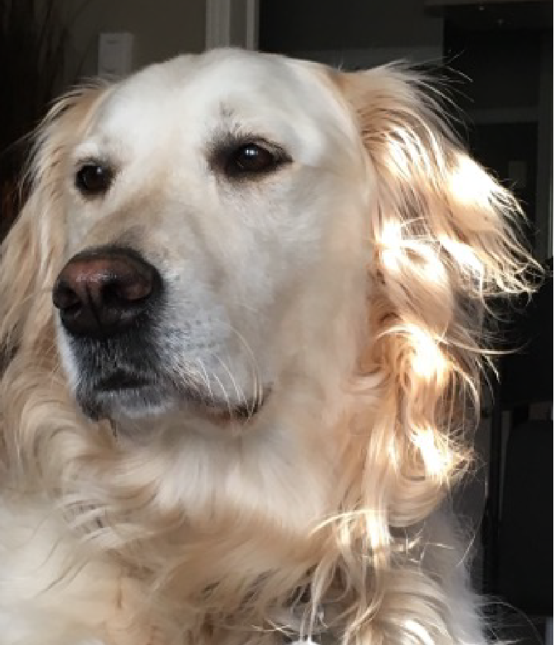 Petkind is such an amazing brand.